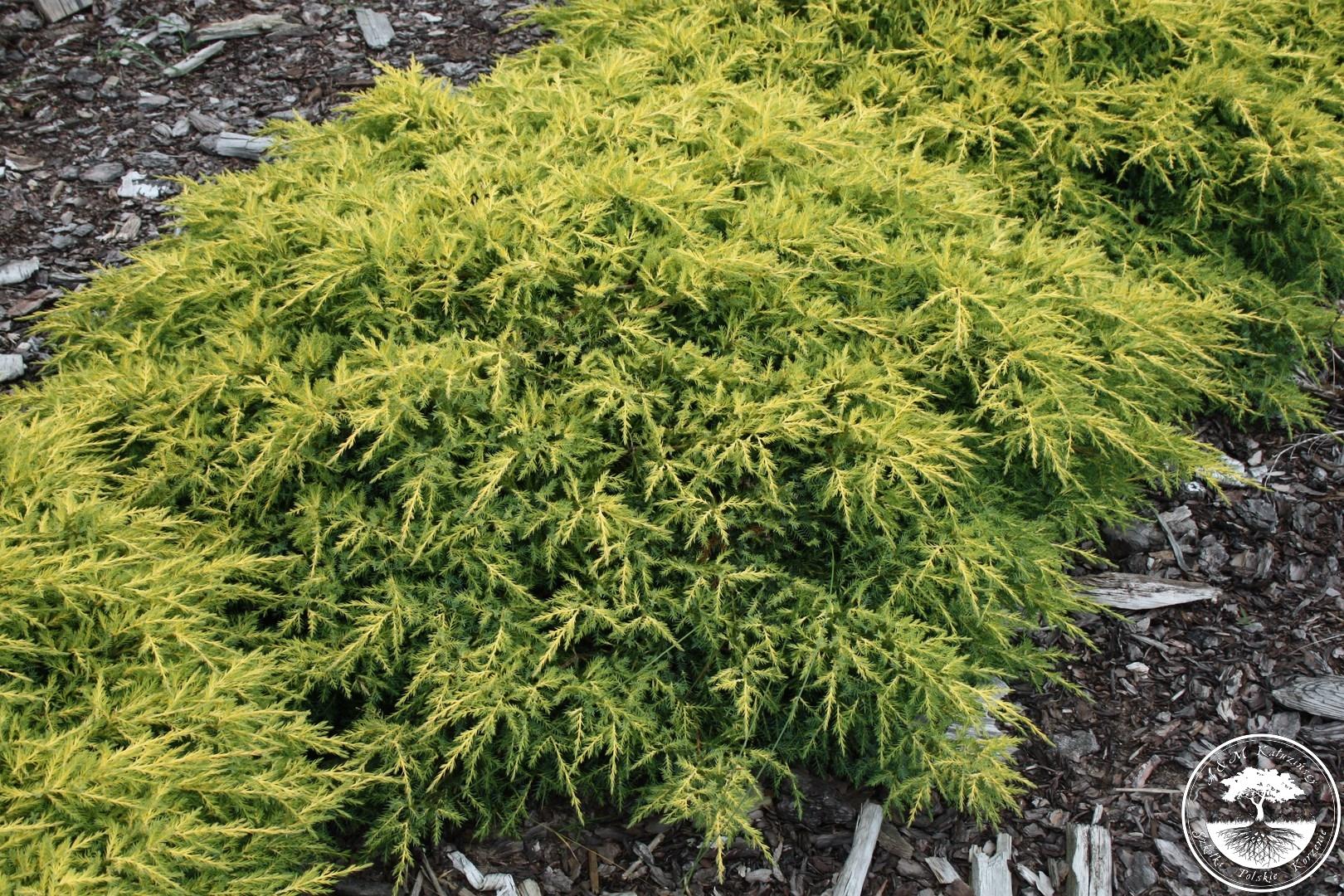 Juniperus pfitzeriana 'Goldkissen'